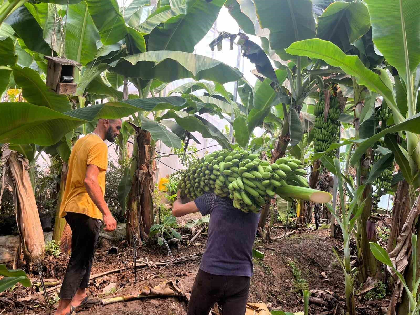 Engebeli arazide tropikal meyve başarısı: 104 d&ouml;n&uuml;ml&uuml;k serada 20&rsquo;den fazla &ccedil;eşit meyve yetiştiriliyor

