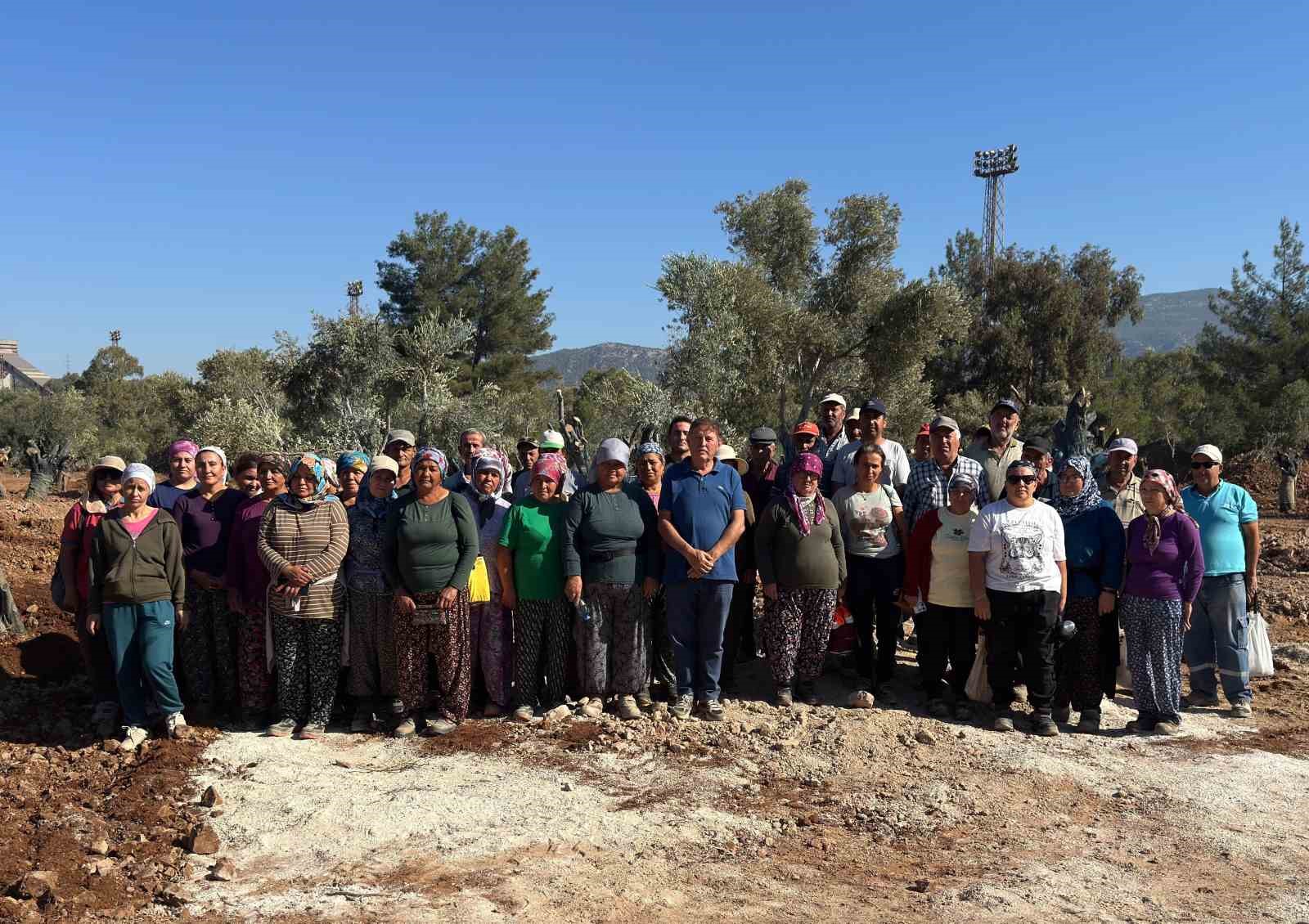 Milas’ta 151 zeytin ağacı doğal saksı yöntemiyle yeni yerlerine taşındı