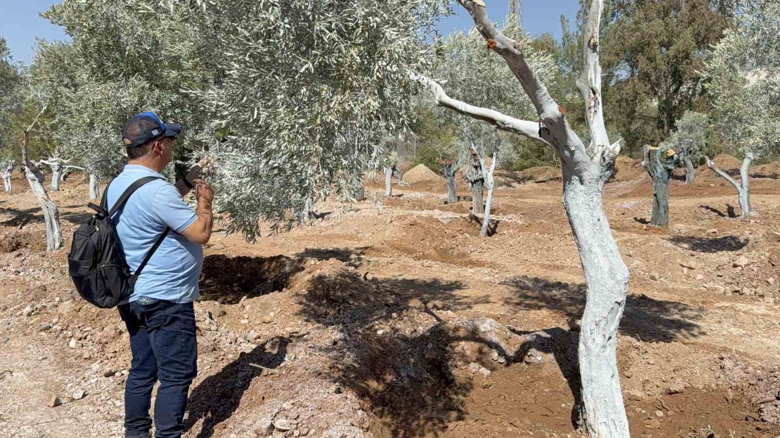 Milas’ta 151 zeytin ağacı doğal saksı yöntemiyle yeni yerlerine taşındı