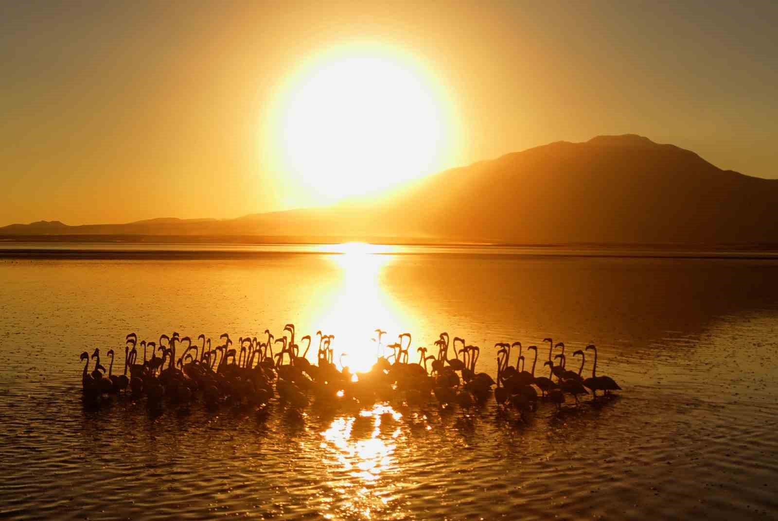 Van Gölü’nde gün batımıyla flamingoların güzelliği