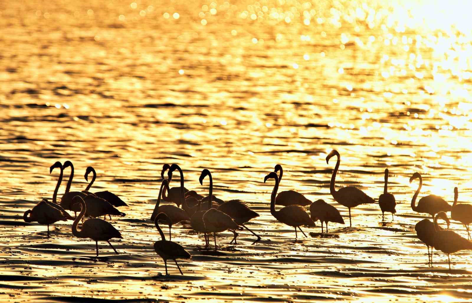 Van G&ouml;l&uuml;&rsquo;nde g&uuml;n batımıyla flamingoların g&uuml;zelliği
