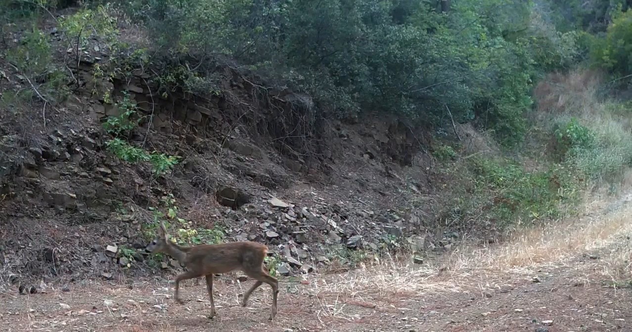 Ganos Dağları&rsquo;nda &ccedil;akalın karacanın peşinden gitmesi kamerada
