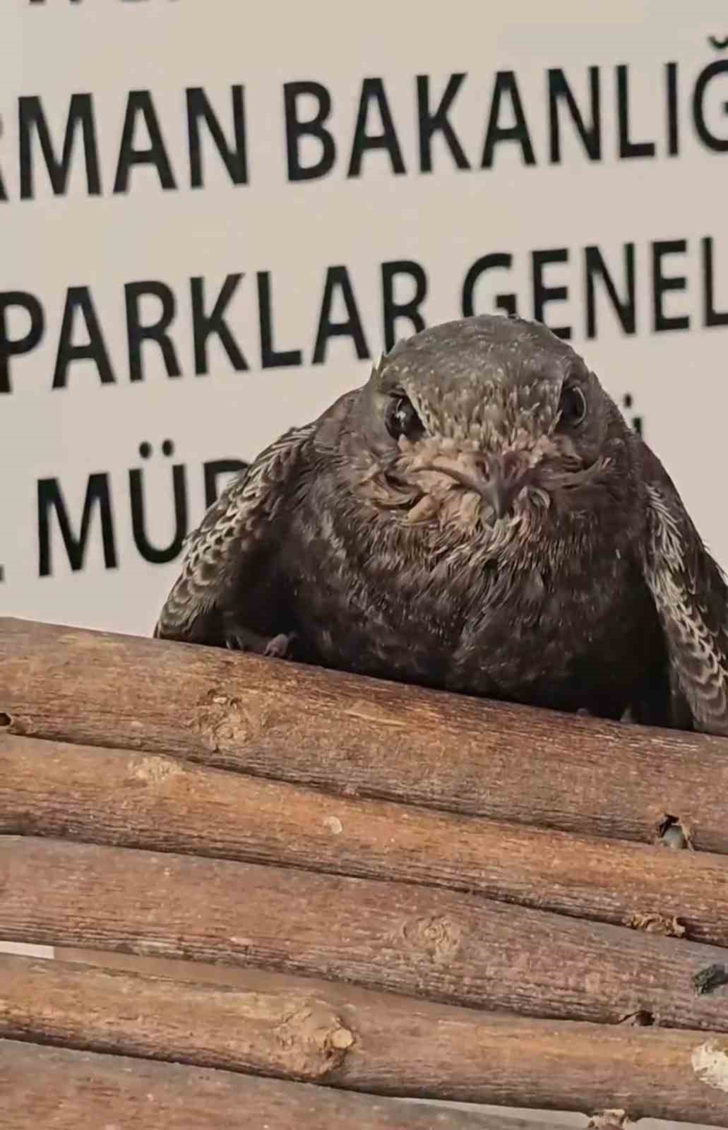 Yaralı kuşlar Doğa Koruma ve Milli Parklar ekipleri sayesinde hayata tutundu