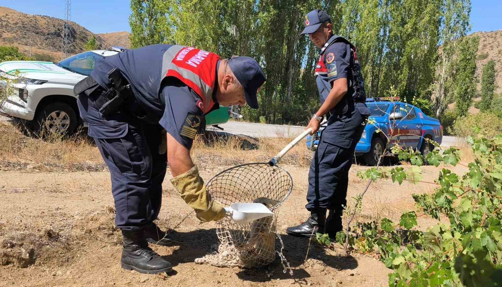 Yaralı tilki koruma altına alındı
