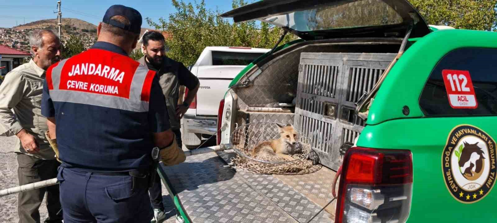 Yaralı tilki koruma altına alındı
