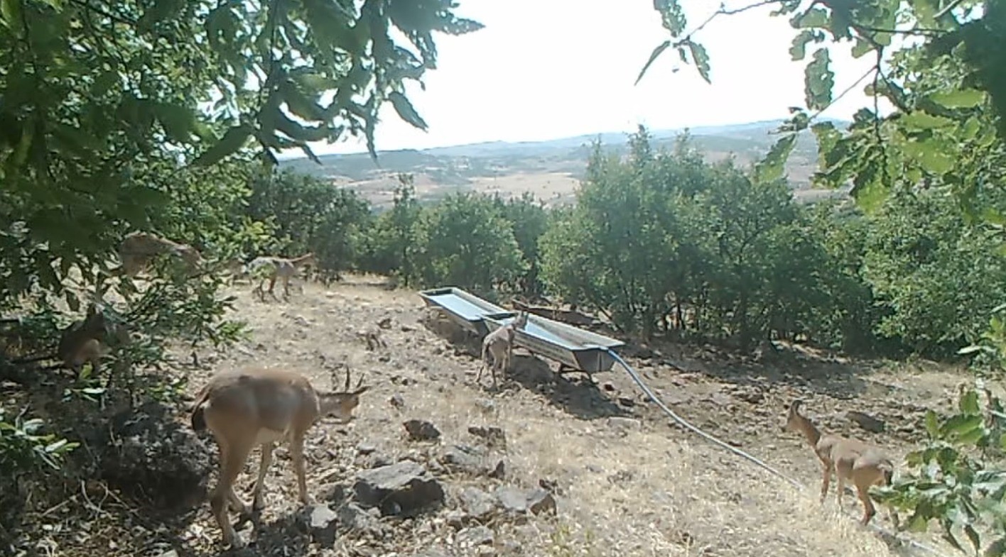 Elazığ&rsquo;da dağ ke&ccedil;ilerinin sıvatlardan su i&ccedil;mesi fotokapanlara yansıdı
