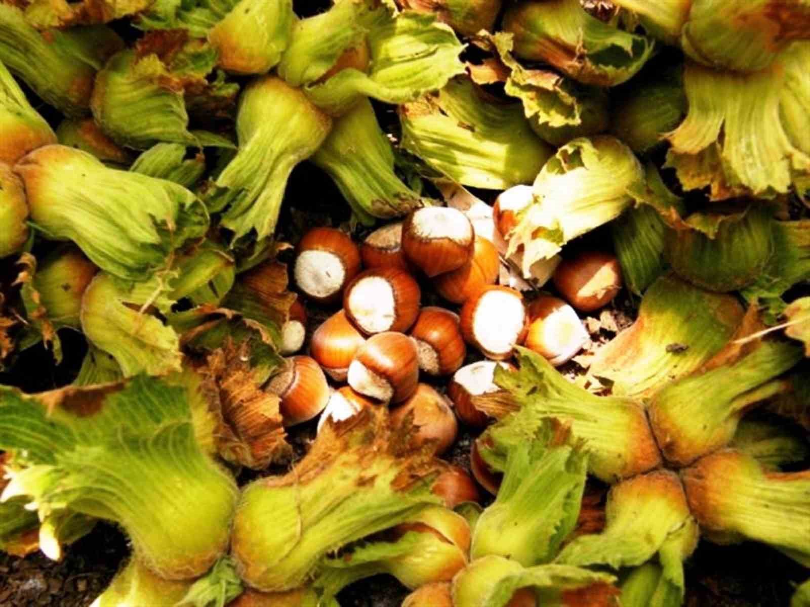 Erzincan’da ilk kez yetiştirdi,1 ton ürün bekliyor