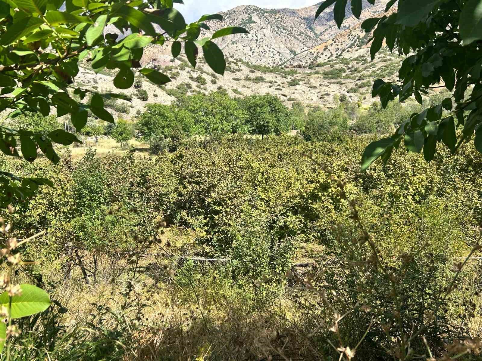 Erzincan&rsquo;da ilk kez yetiştirdi,1 ton &uuml;r&uuml;n bekliyor
