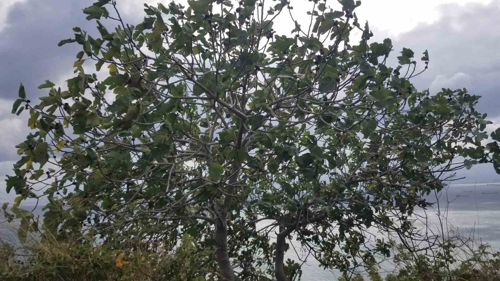 Sinop’ta fırtına
