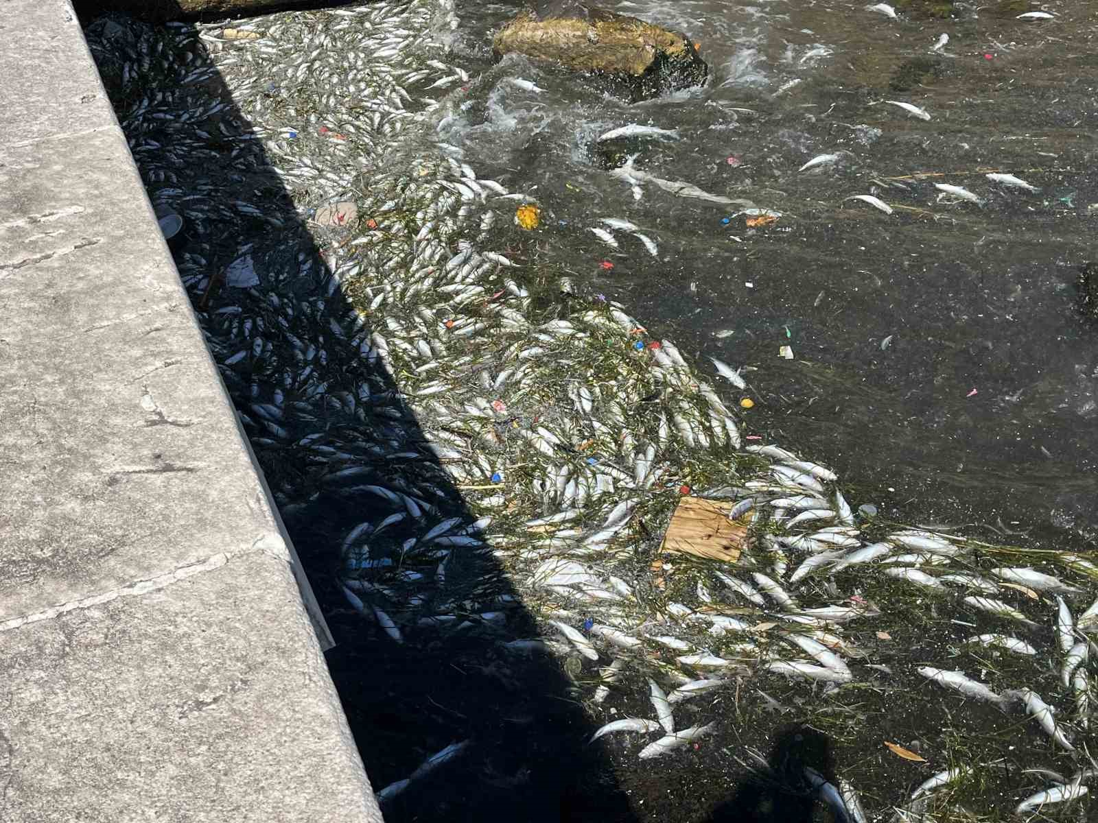 Başkan Saygılı’dan balık ölümleri sonrası İzmir Büyükşehir’e tepki