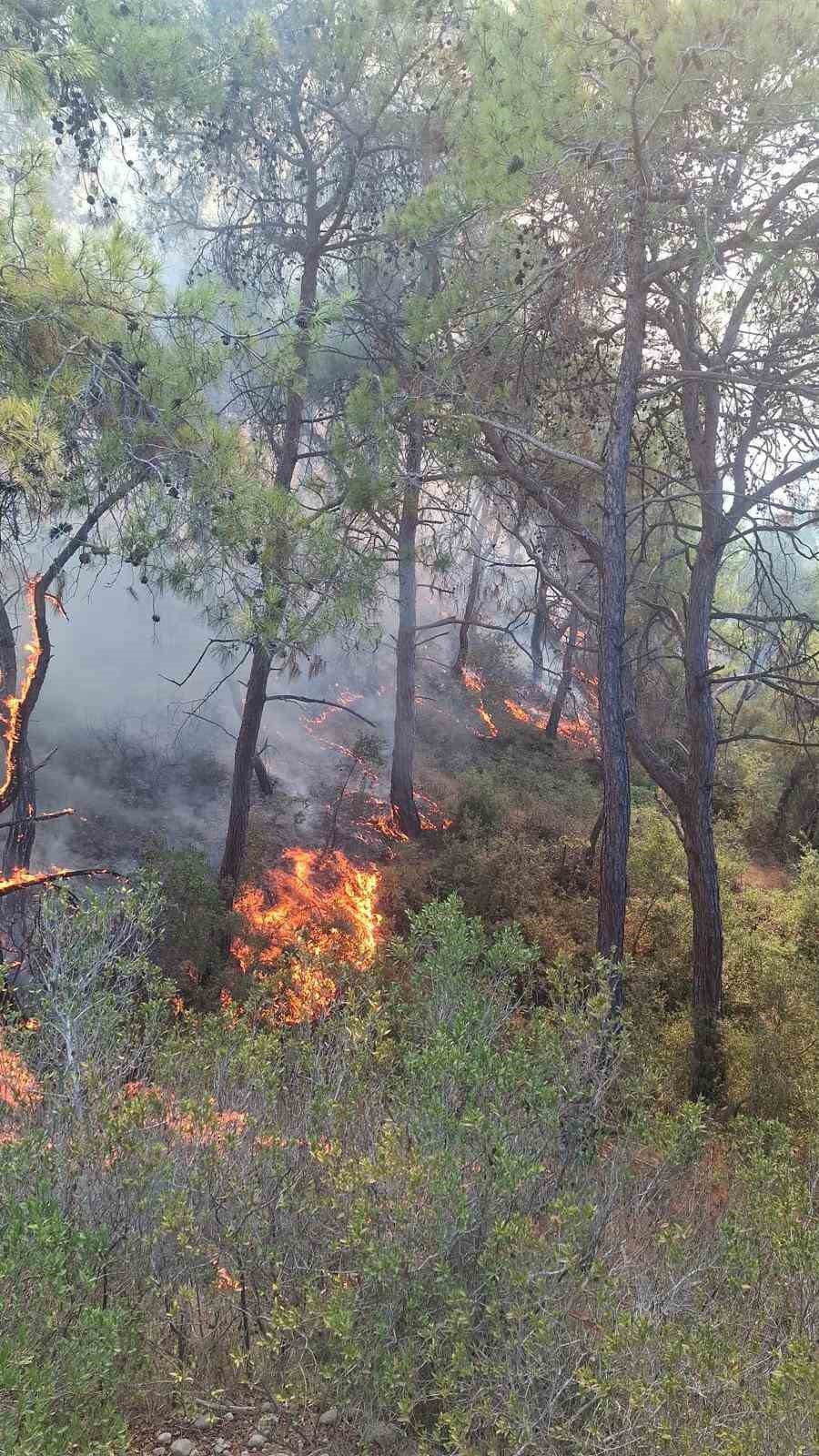 Adana’da çıkan orman yangınları söndürüldü