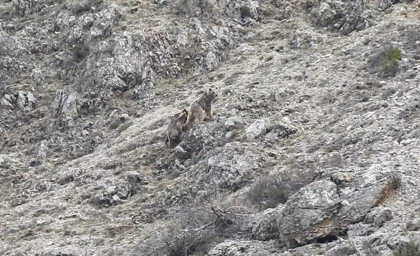 Ev ve bahçelere dadanan ayıları yetkililere şikâyet etti