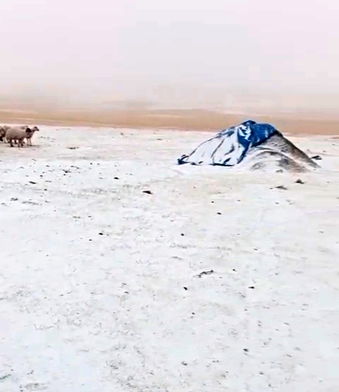 Diyadin’de Eylül’de yağan kar köyü beyaza bürüdü