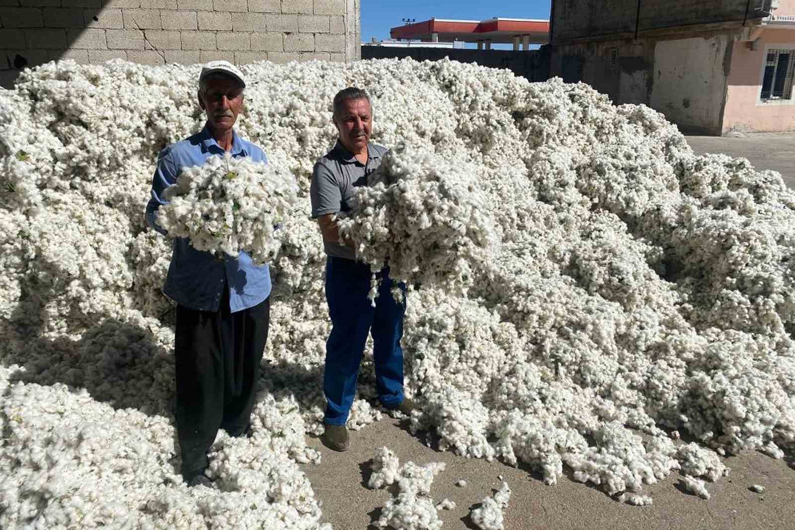 Gaziantep’in Araban ilçesinde pamuk hasadı başladı