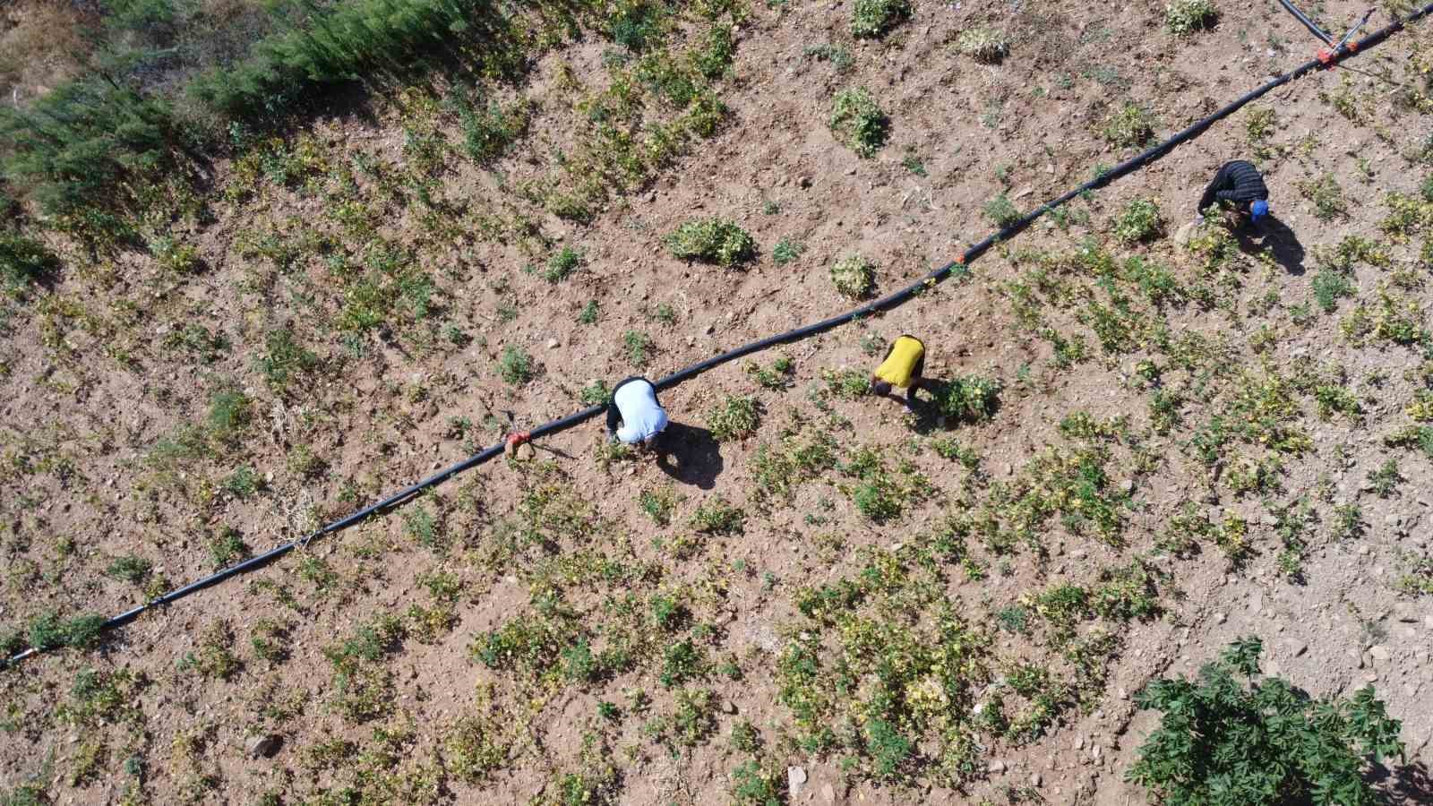 Kar suyuyla sulanan, beyaz fasulyede hasat zamanı