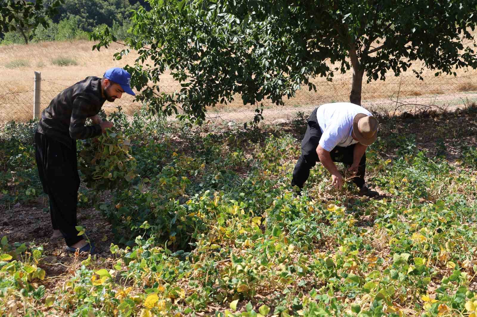 Kar suyuyla sulanan, beyaz fasulyede hasat zamanı
