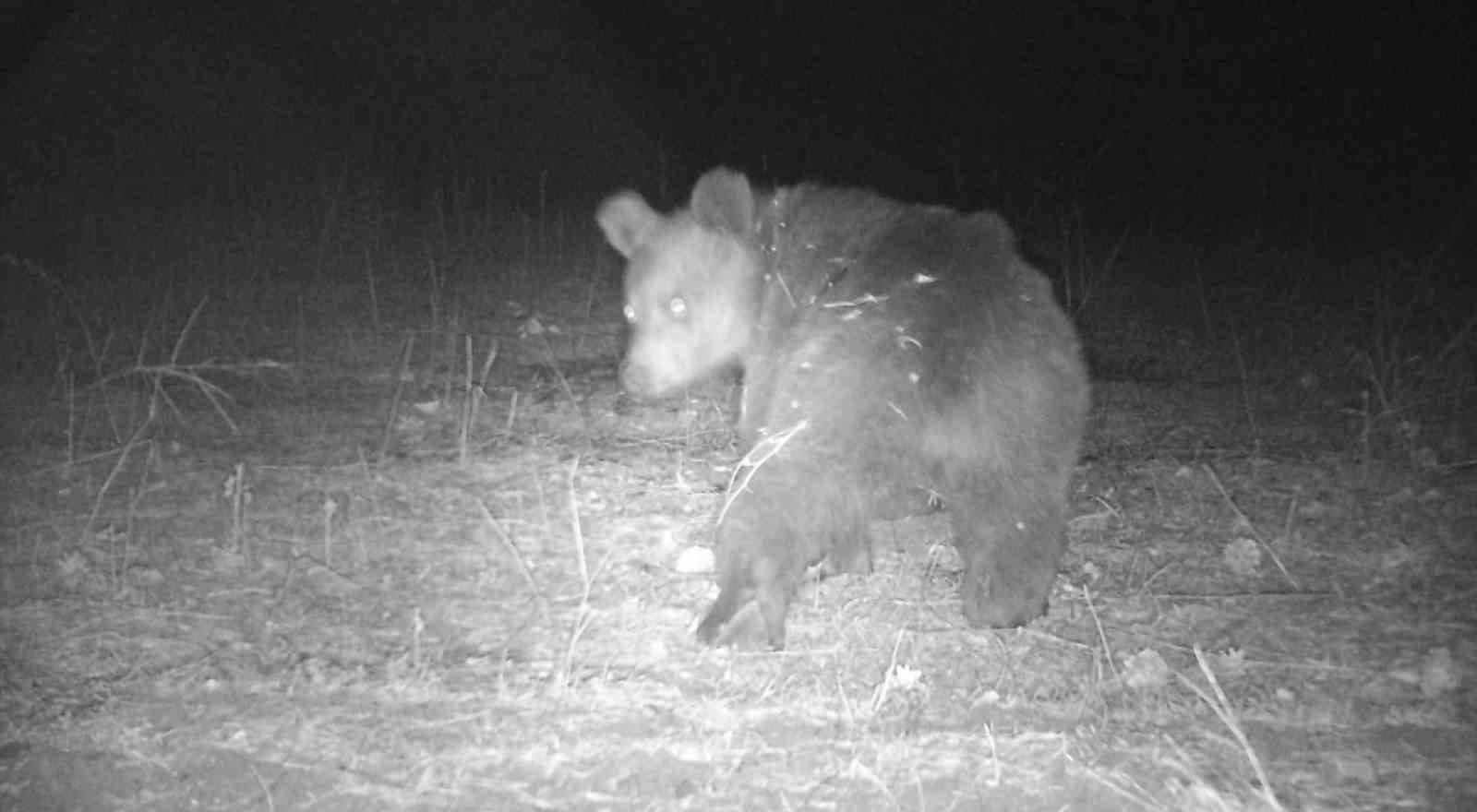 Sivas&rsquo;taki vahşi yaşam g&ouml;r&uuml;nt&uuml;lendi
