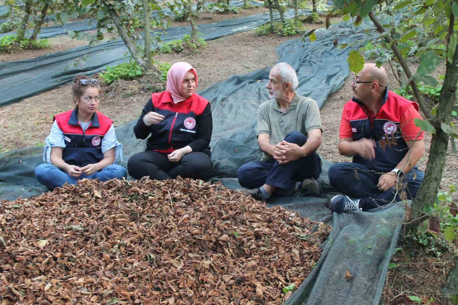 Fındıkta verim ve kalite artıyor
