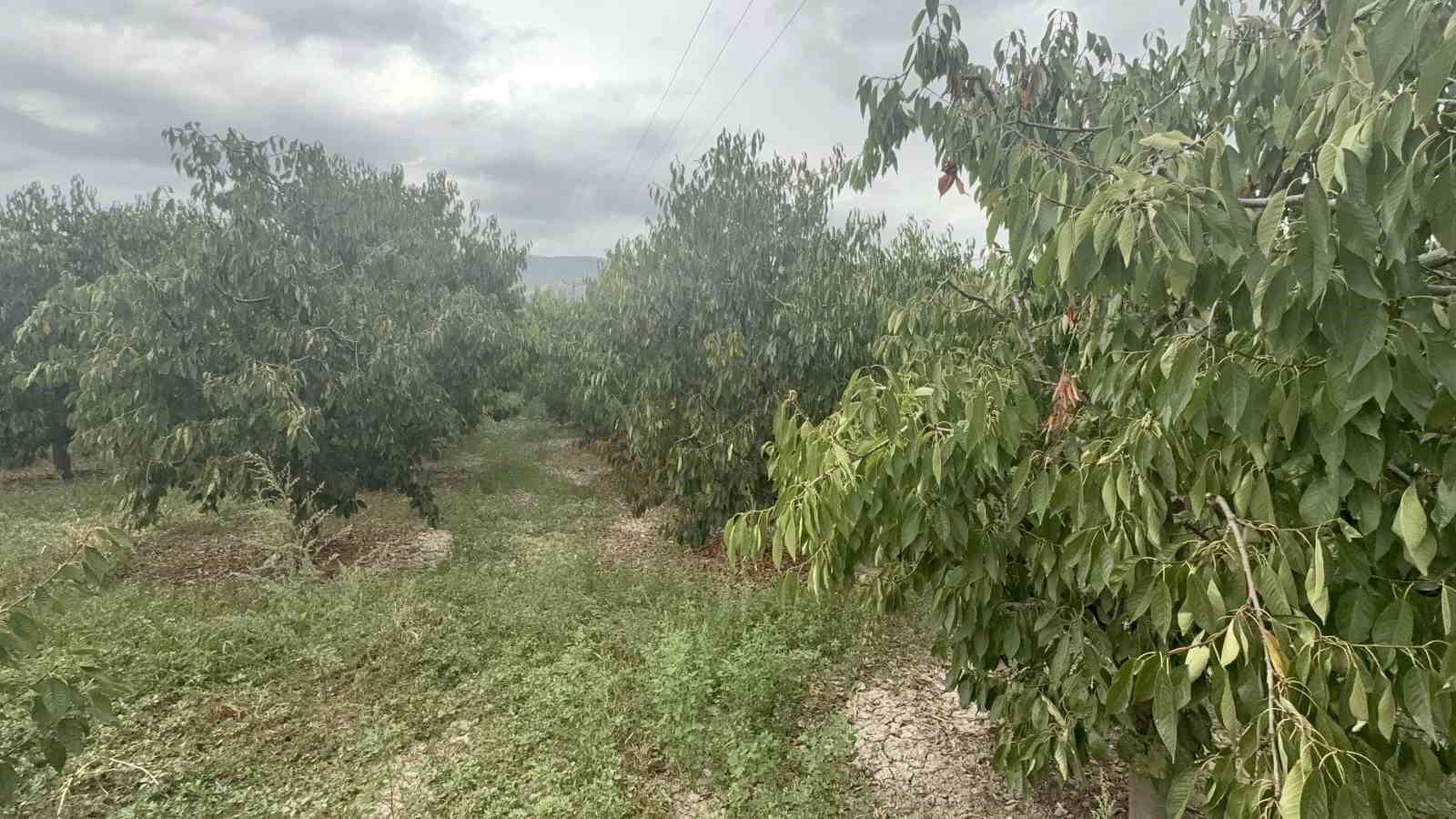 Salamura yaprak dondan etkilenmedi
