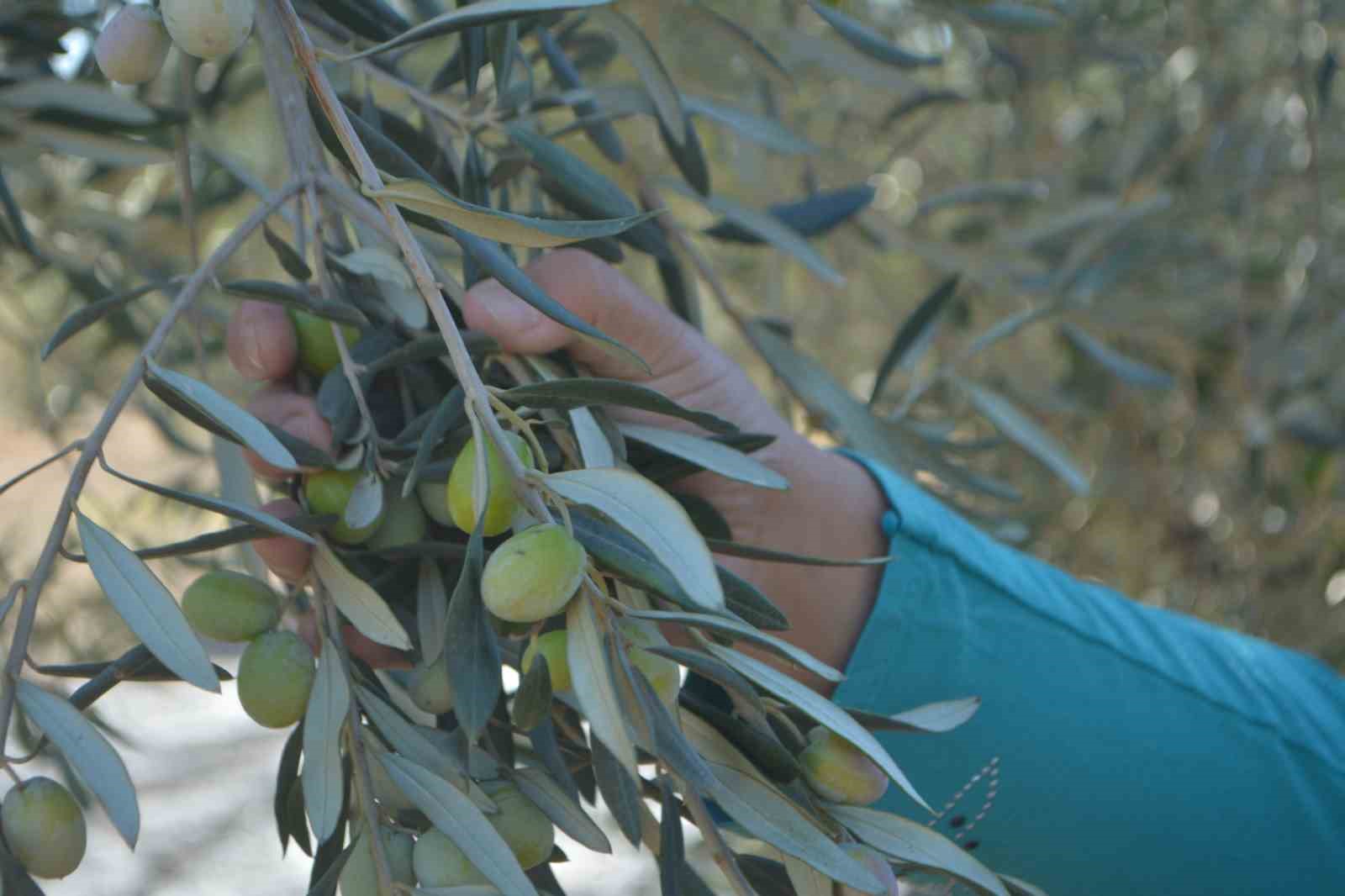 Yılın ilk zeytinyağı &uuml;retimi yapıldı
