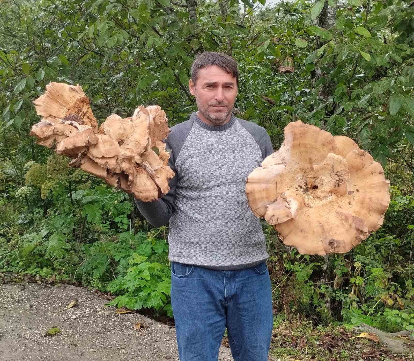 Ormanda 3 kiloluk dev mantarlar buldu