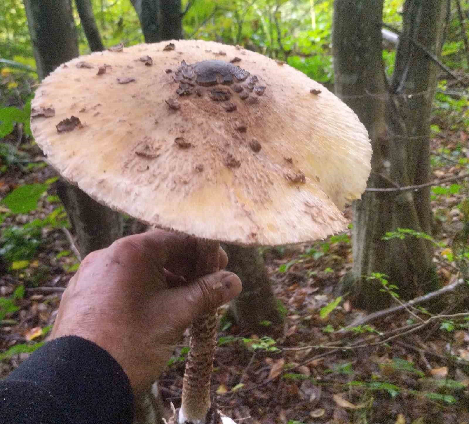 Ormanda 3 kiloluk dev mantarlar buldu
