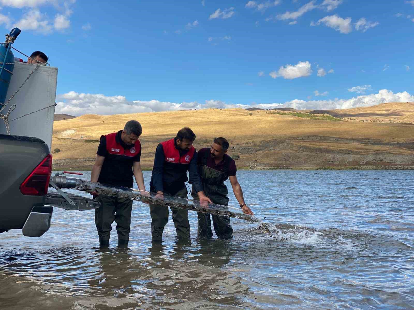 Muş’ta gölet ve barajlara 1 milyon sazan yavrusu bırakıldı
