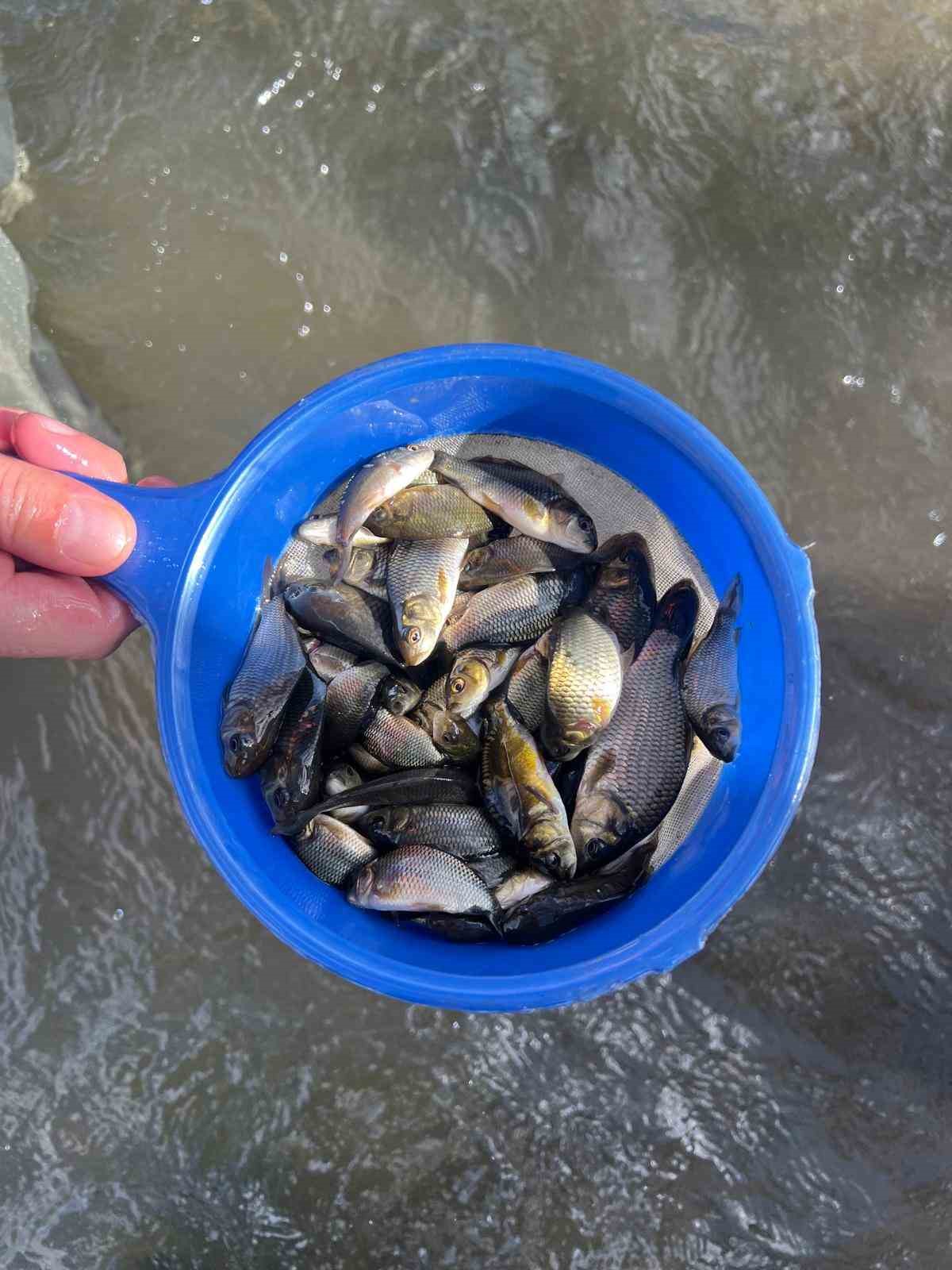 Muş&rsquo;ta g&ouml;let ve barajlara 1 milyon sazan yavrusu bırakıldı
