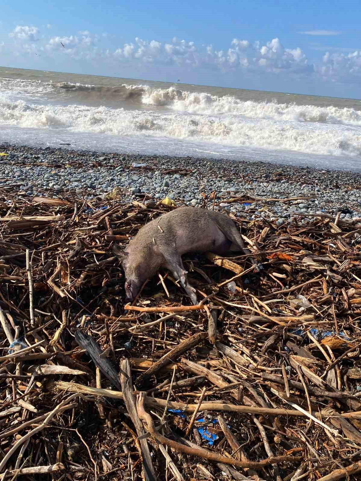Selin vurduğu Artvin’de hayvanlar sel suları ile denize sürüklendi