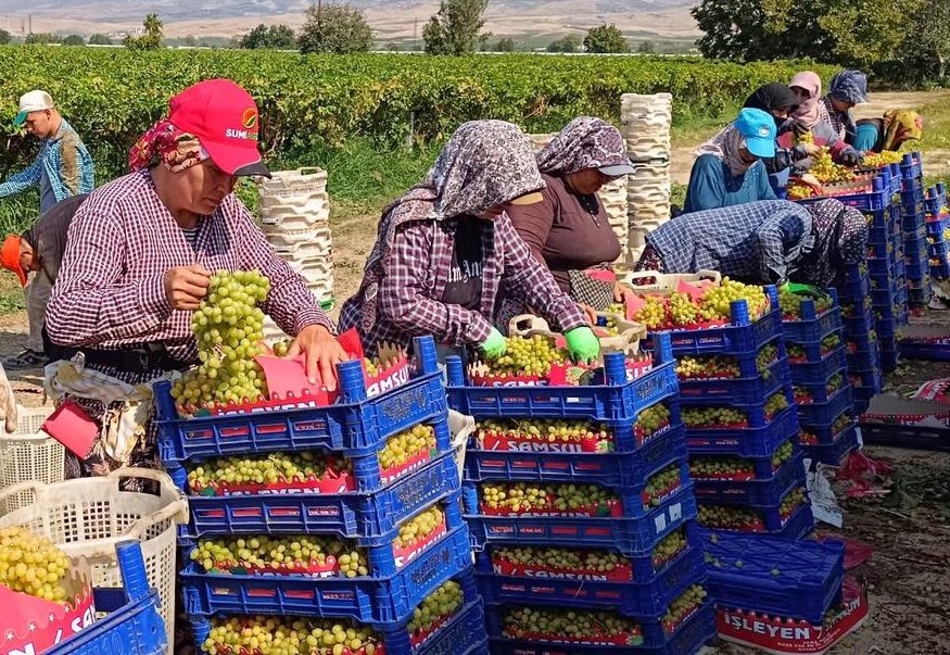 Sarıgöl’de üzüm hasadı aralıksız sürüyor
