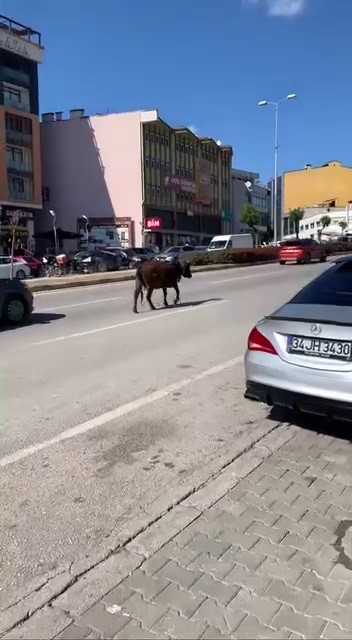 Karab&uuml;k&rsquo;te yolda ilerleyen inek tehlike oluşturdu
