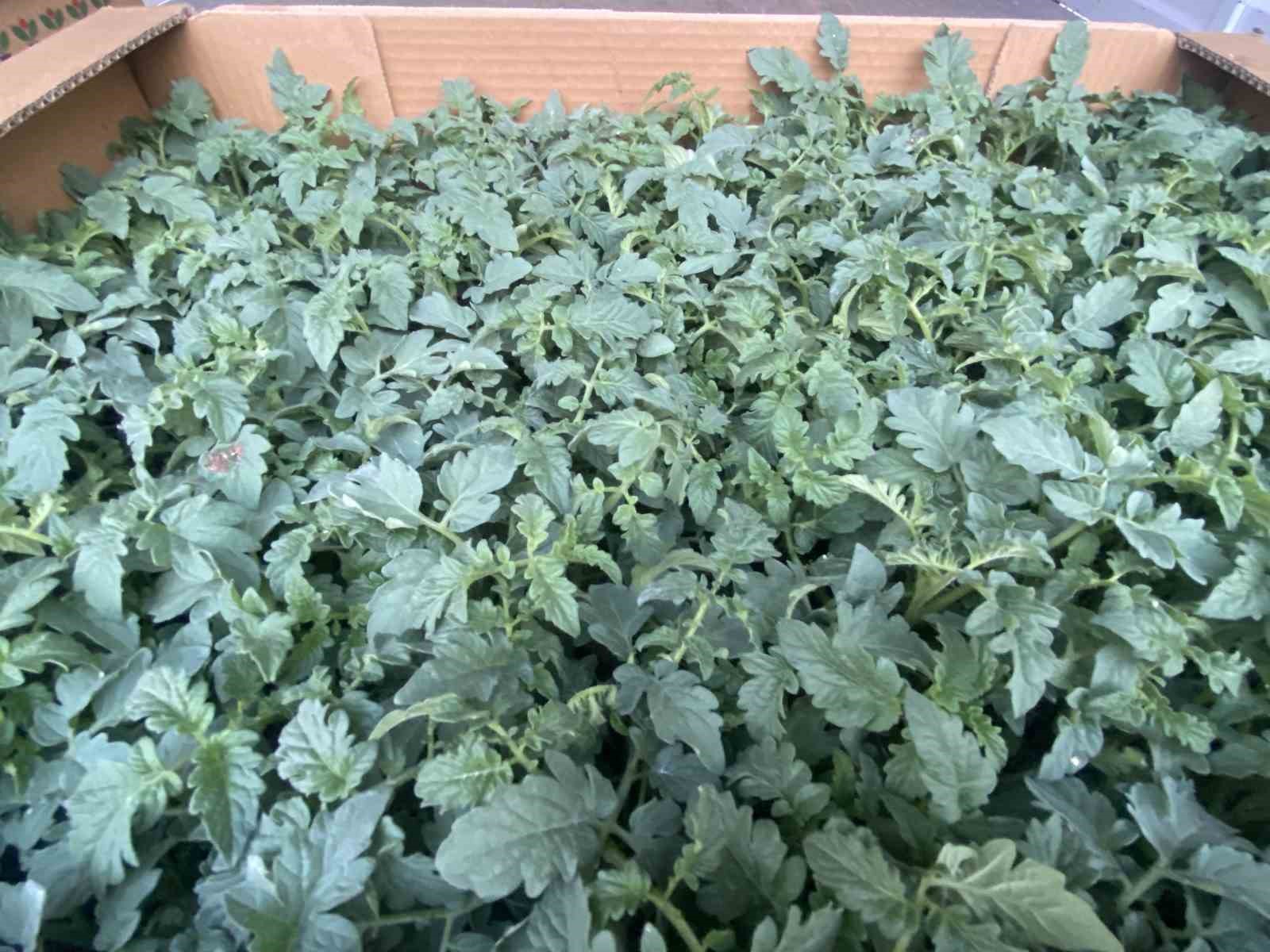 Antalya&rsquo;da g&uuml;zl&uuml;k fide dikimleri başladı
