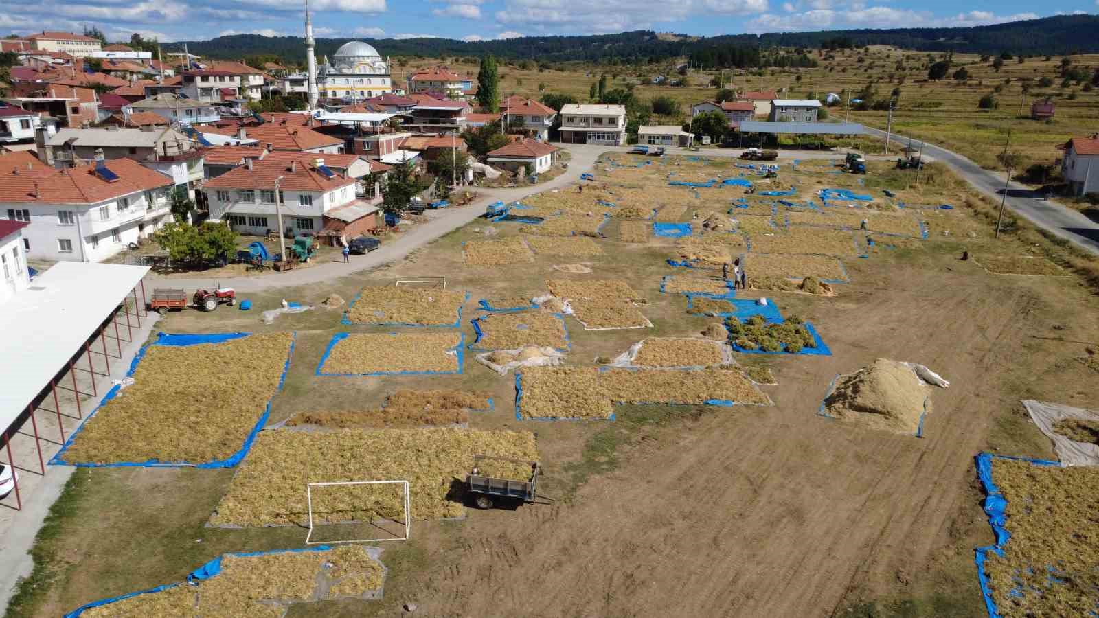 Demirci’nin yaylalarında yetişen kuru fasulyede hasat başladı