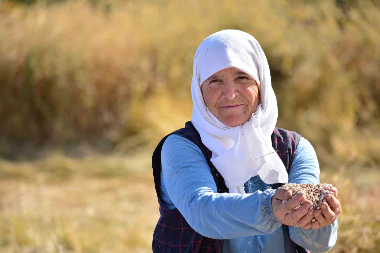 Demirci’nin yaylalarında yetişen kuru fasulyede hasat başladı