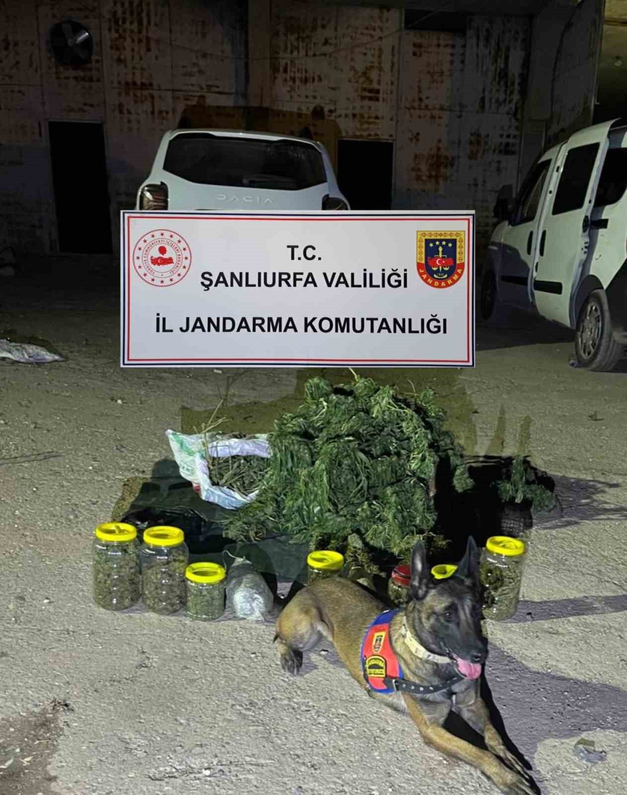 Şanlıurfa’da 13 kilo 600 gram skunk ele geçirildi