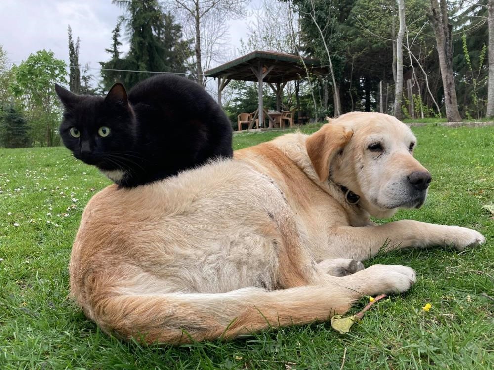 Düzce’den 800 tona yakın kedi köpek maması ihraç edildi