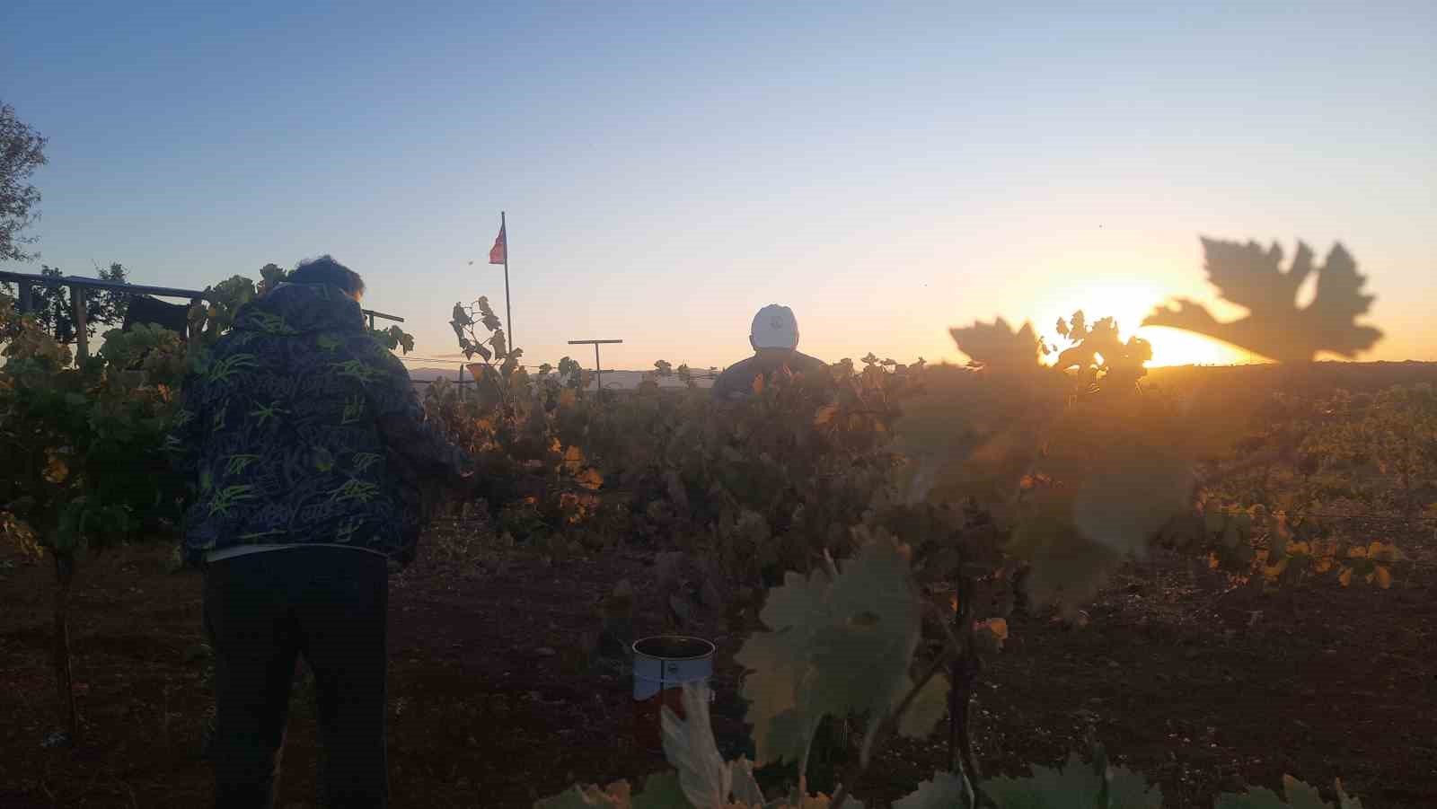 &Uuml;z&uuml;m&uuml;n&uuml; hasada kadar korumak isteyen &ccedil;ift&ccedil;inin sıfır maliyetli &ccedil;&ouml;z&uuml;m&uuml; kuşları uzaklaştırıyor
