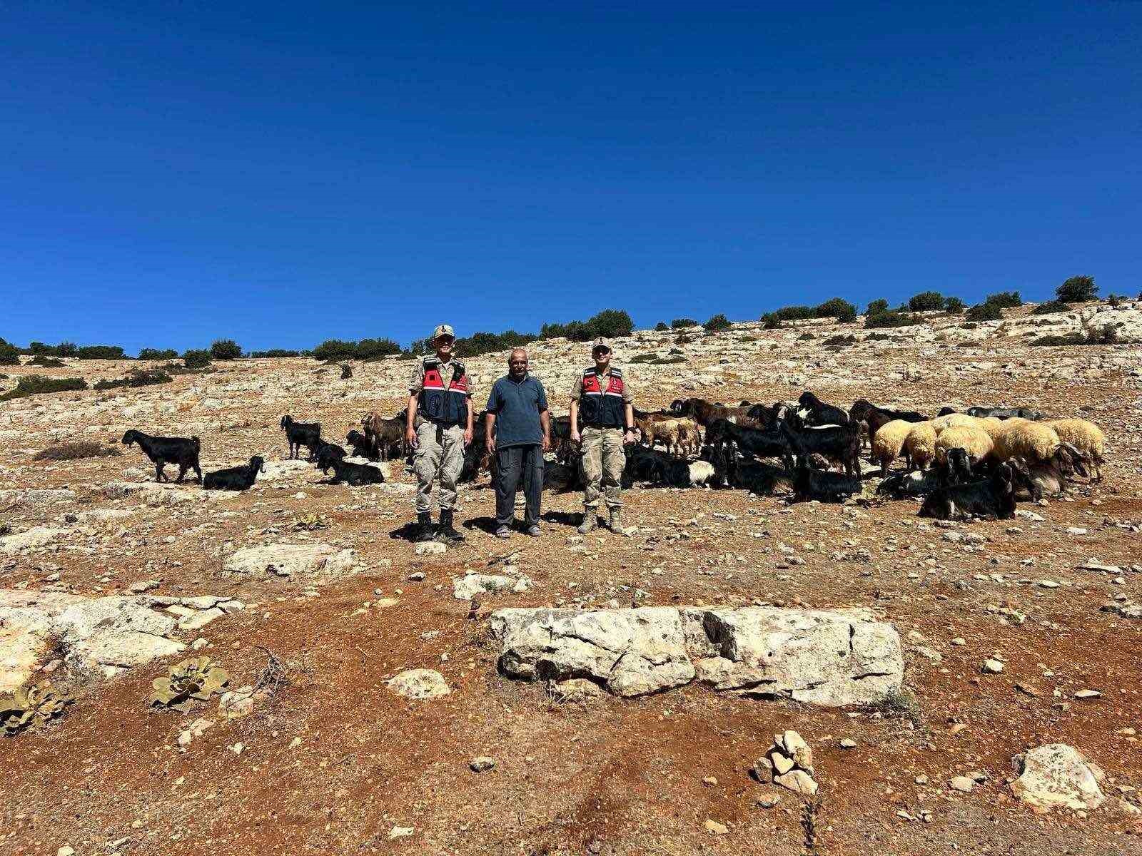Kilis’te kaybolan 100 küçükbaş hayvan bulundu