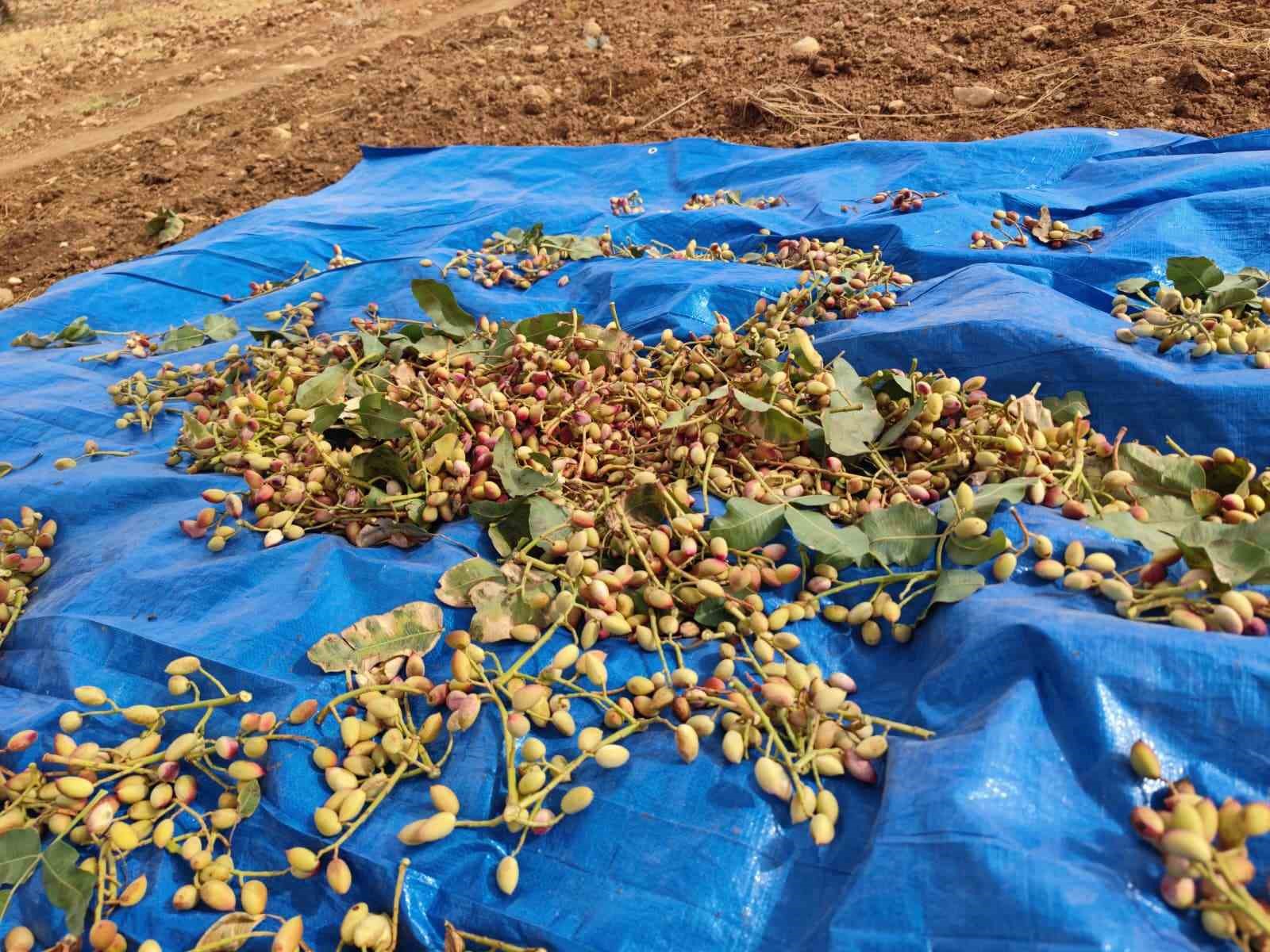 Siirt&rsquo;te fıstık hasadında sona gelindi
