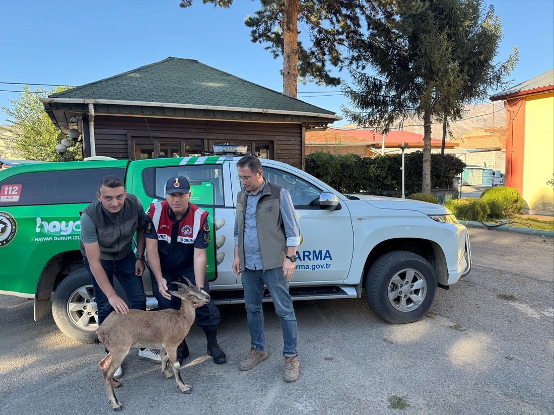 Jandarmadan yaralı yaban ke&ccedil;isine yardım eli

