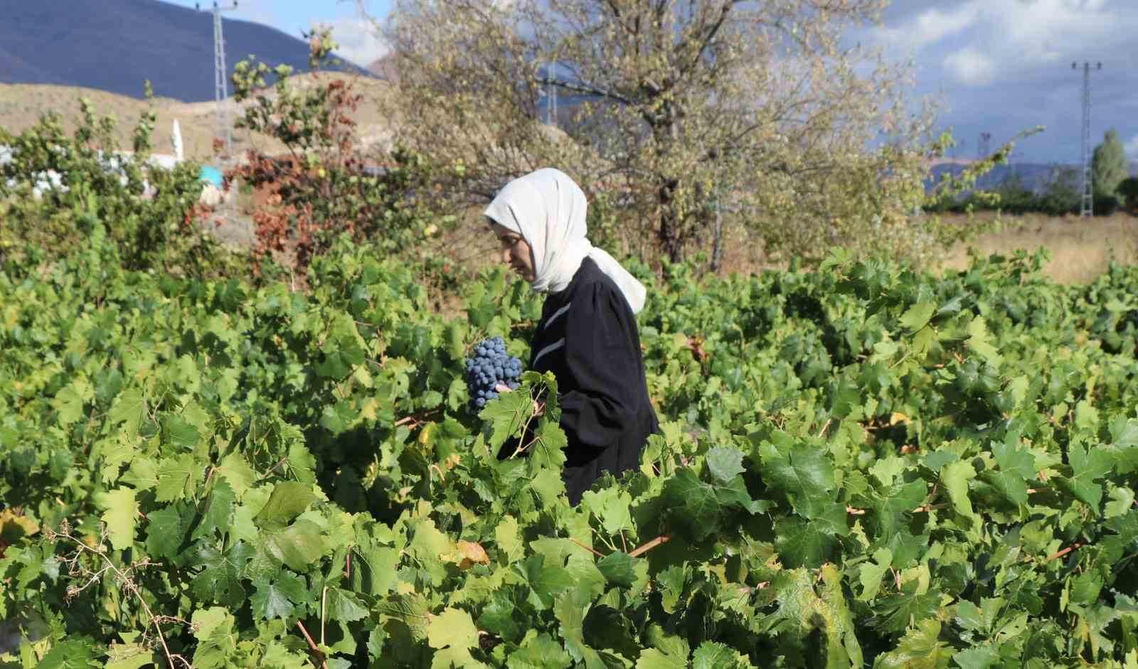 Erzincan&rsquo;ın az şekerli "Cimin &uuml;z&uuml;m&uuml;"n&uuml;n hasadı s&uuml;r&uuml;yor
