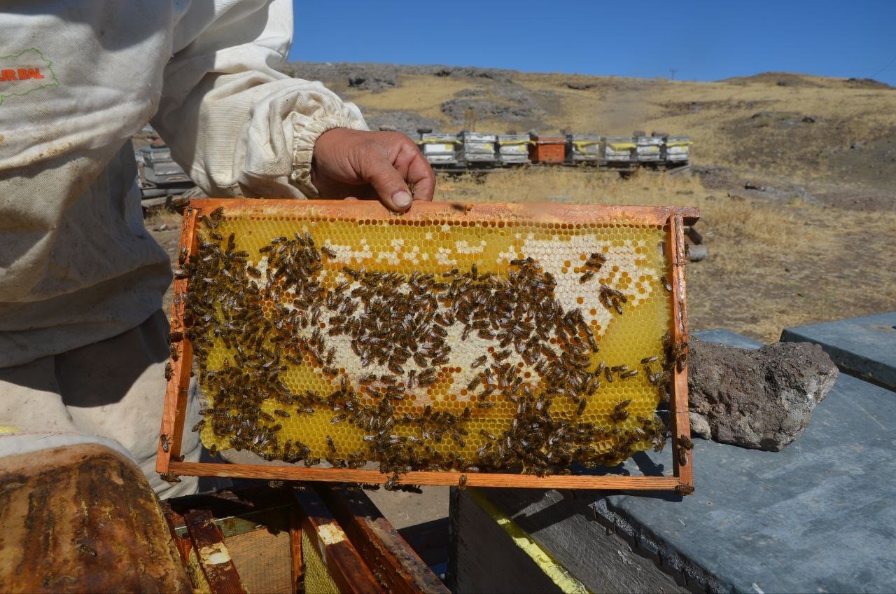 Malatya&rsquo;da bal hasadı başladı

