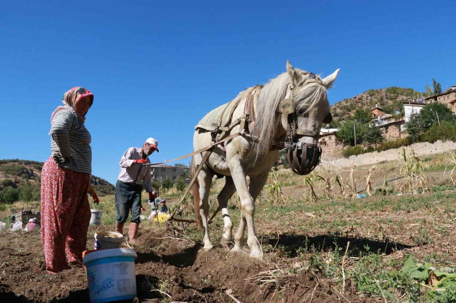 Hadim&rsquo;de at ve eşekle patates hasadı: Atalardan kalan kara sabanla yapılıyor
