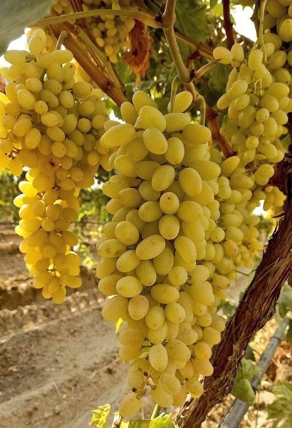 Üzüm yiyin, hastalıklardan korunun