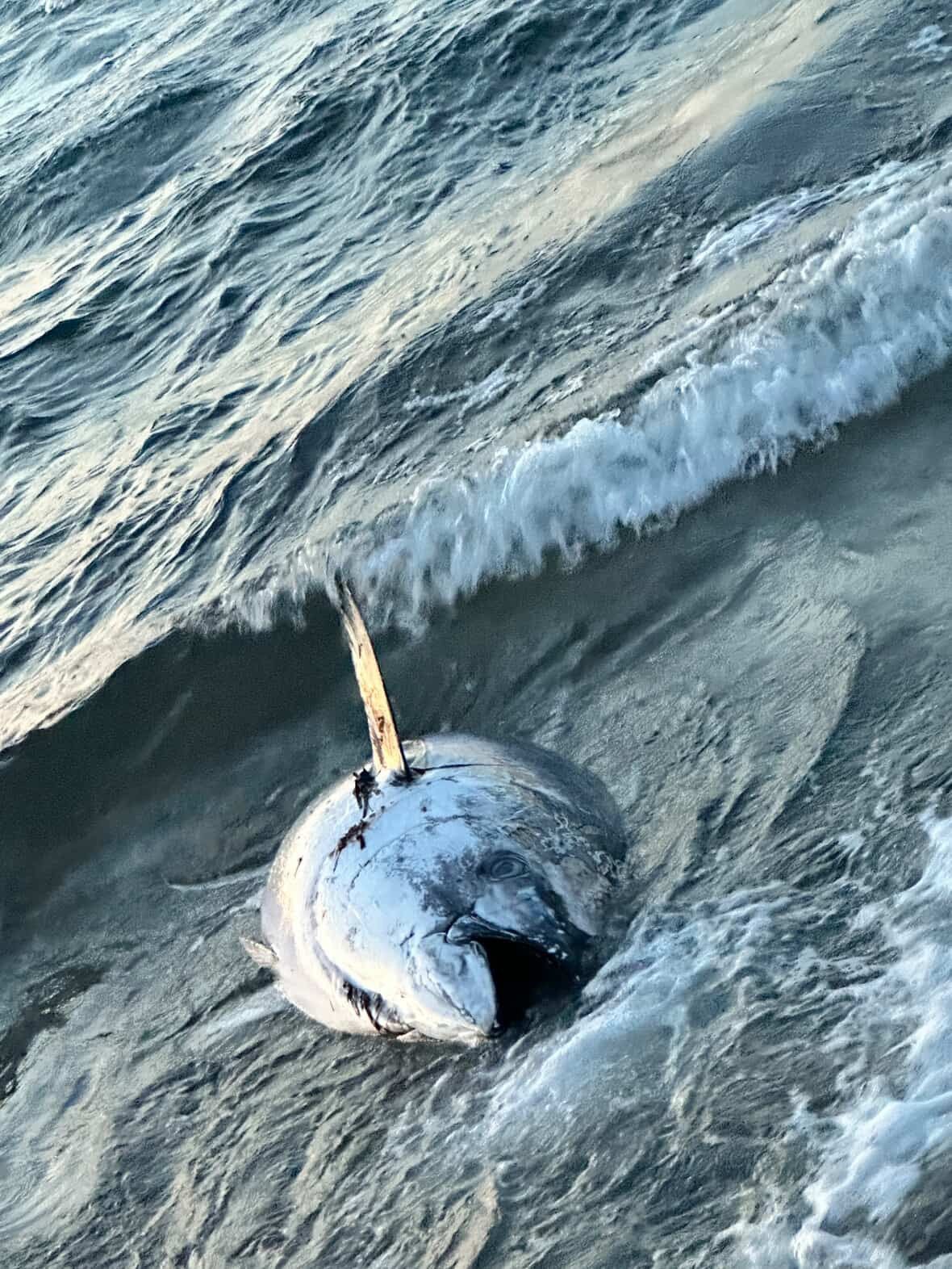 Orkinos &ouml;l&uuml;mlerinin nedeni kirlilik
