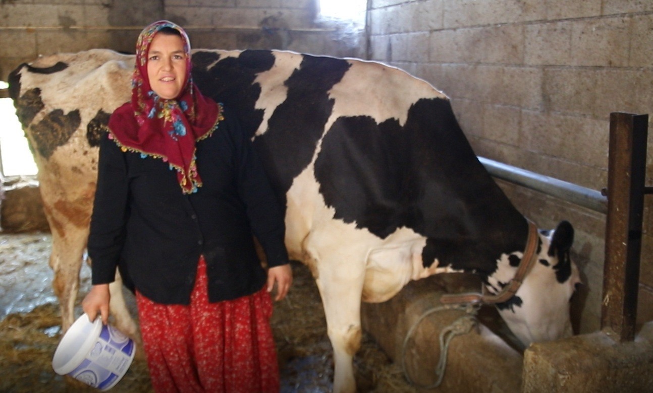 2 inekle başladı sıfır kilometre araç sahibi oldu