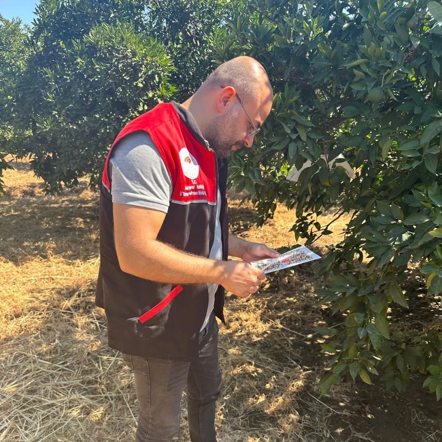 Akdeniz Meyve Sineği uyarısı
