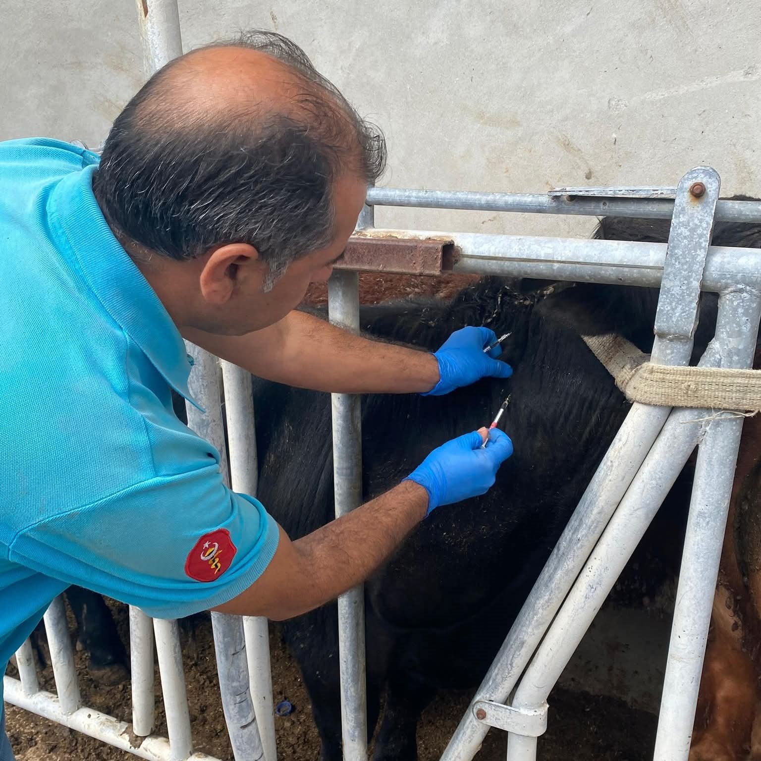 Tekirdağ&rsquo;da ithal besilik danalara karantina s&uuml;reci
