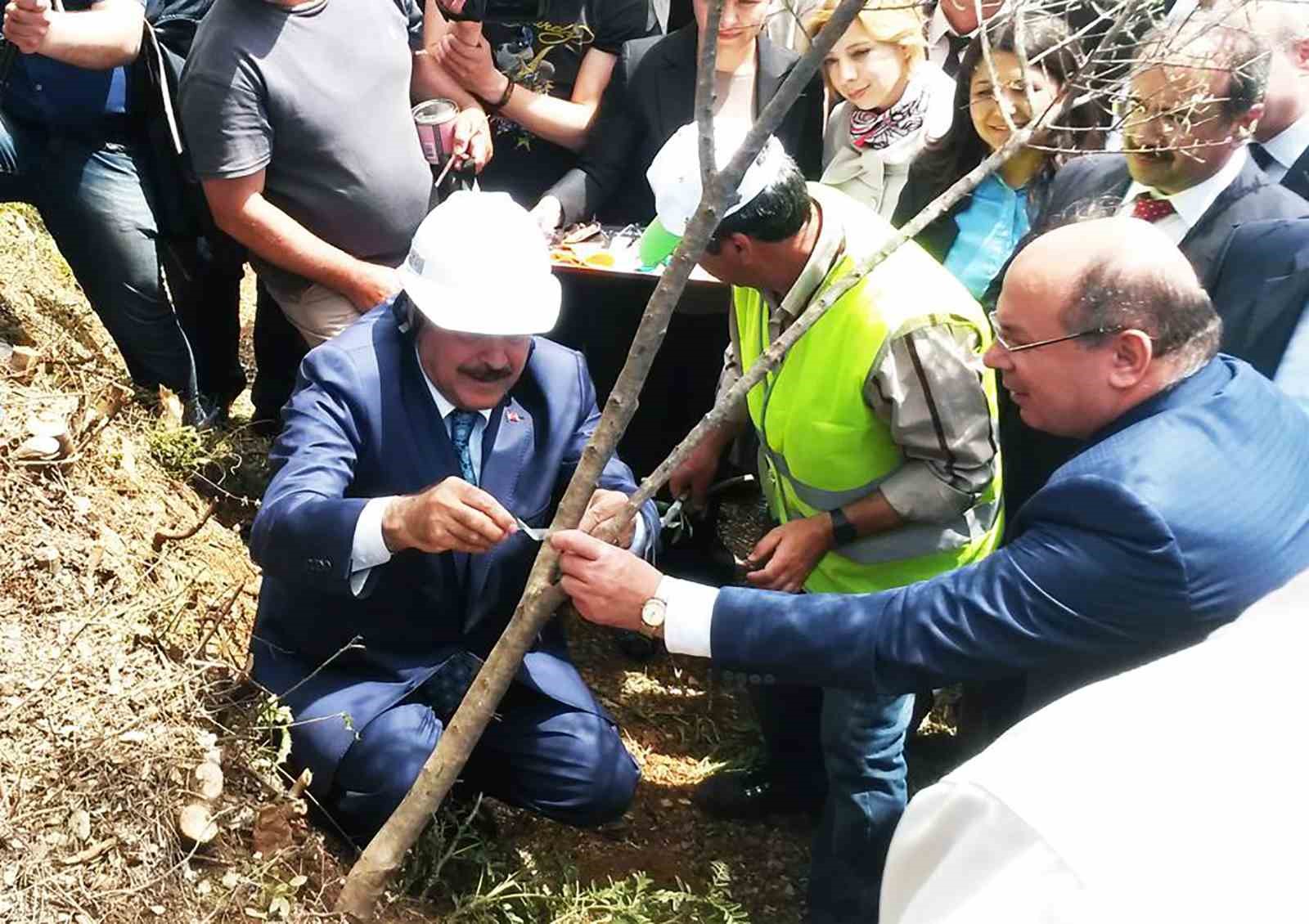 Eski Bakan Eroğlu’nun aşıladığı zeytin meyve vermeye başladı