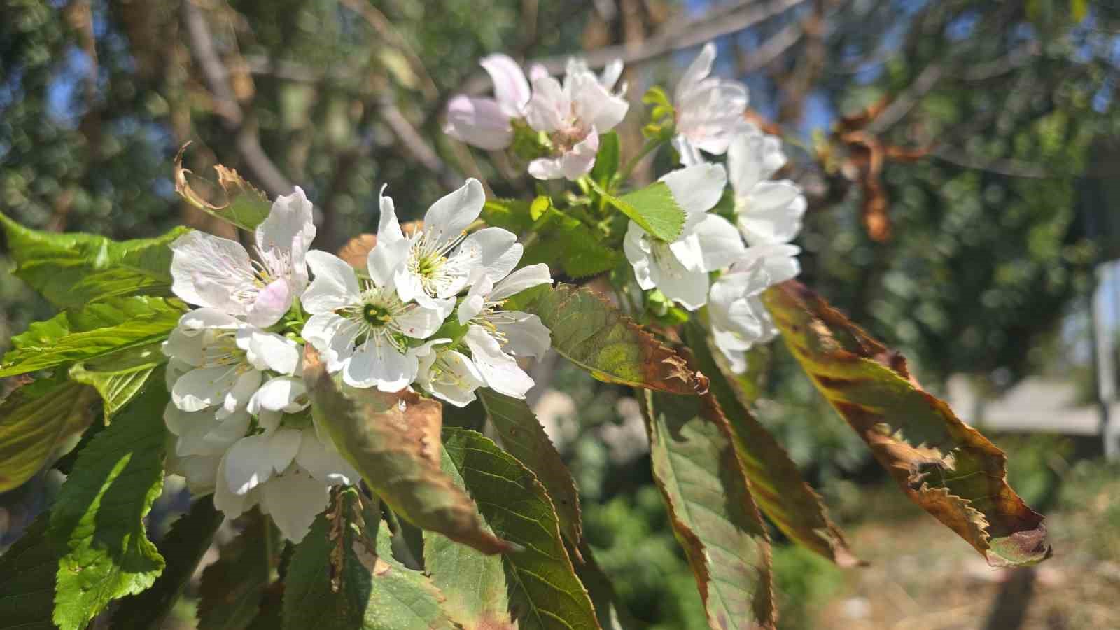 Prof. Dr. Gerçekçioğlu: "Kış bahar oldu; dona dayanan meyve türleri araştırılmalı"